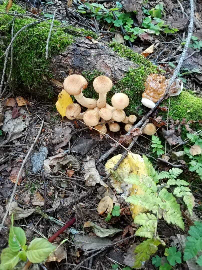 Опята от сбора до приготовления: как отличить от ложных, где собирать и как вкусно приготовить и замариновать на зиму