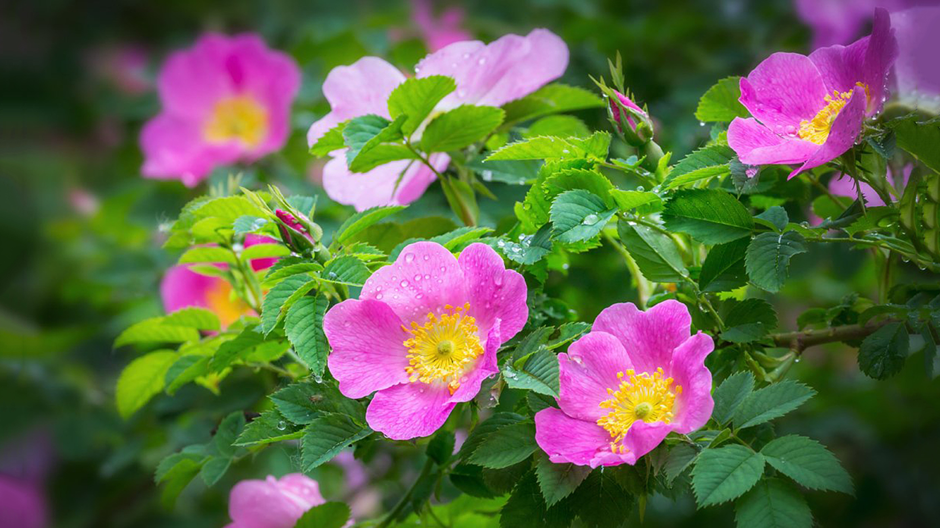 Чудесный целительный напиток "Шиповник"!