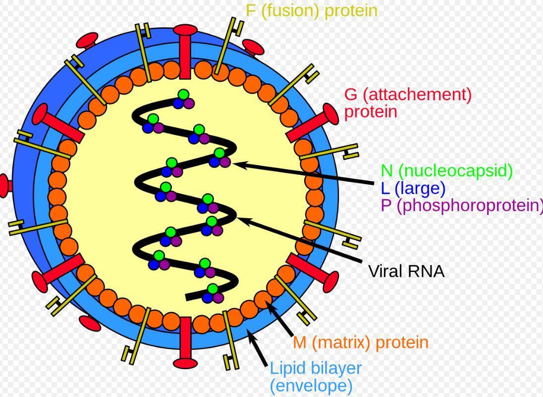 Планете угрожает новый смертельный вирус – Нипах