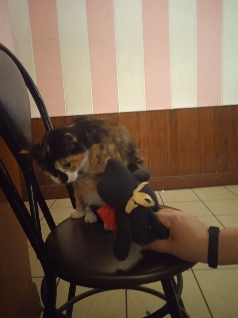 Кто в «Билайне» сливал мои паспортные данные?