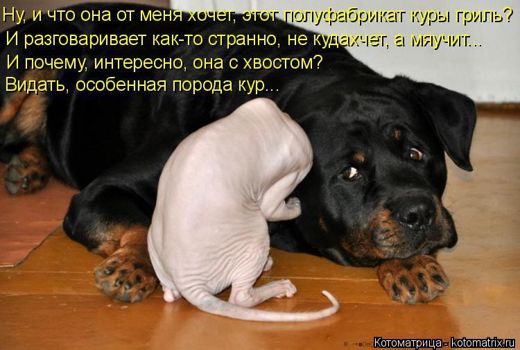 Без кошек жить нельзя на свете, нет!