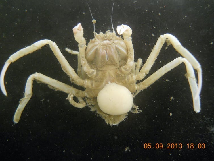 Как паразиты, контролирующие сознание, могут проникнуть в вашу голову