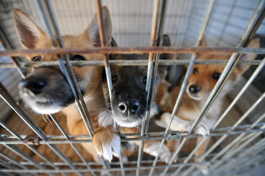 Закон об ответственности кого мы приручили