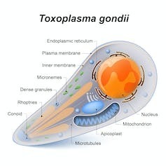 Как паразиты и бактерии могут изменить то, как вы думаете и чувствуете
