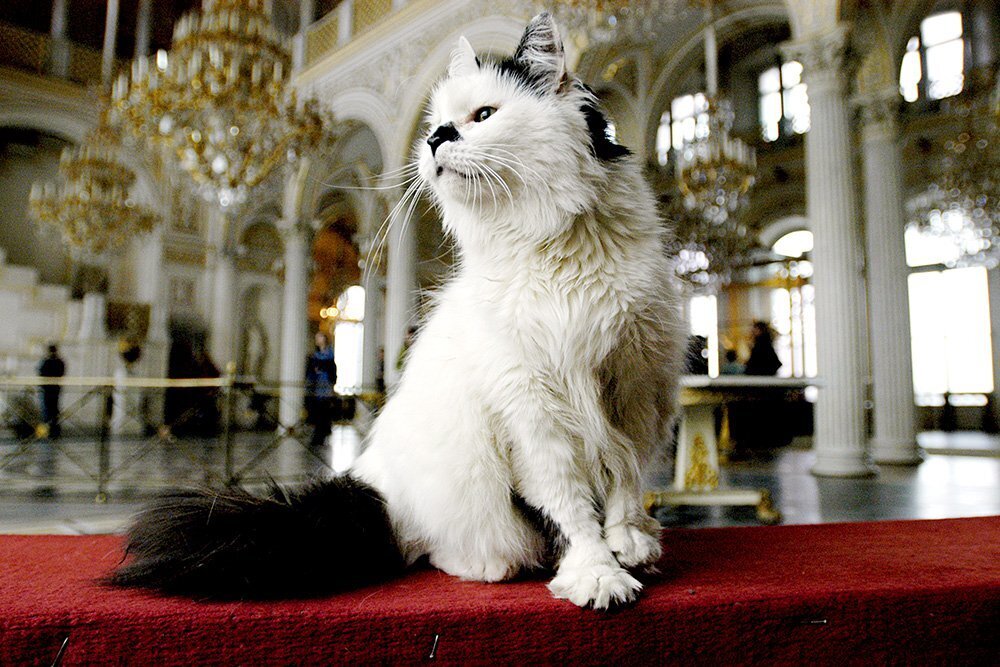 Союз музейных котов: Шаг к Официальным Должностям для Пушистых Друзей