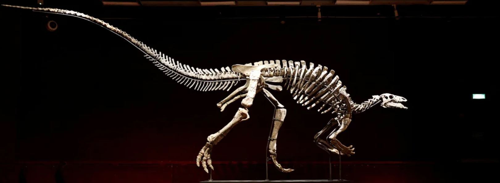 Редкий скелет динозавра, известный как «Барри», выставлен на продажу на парижском аукционе.