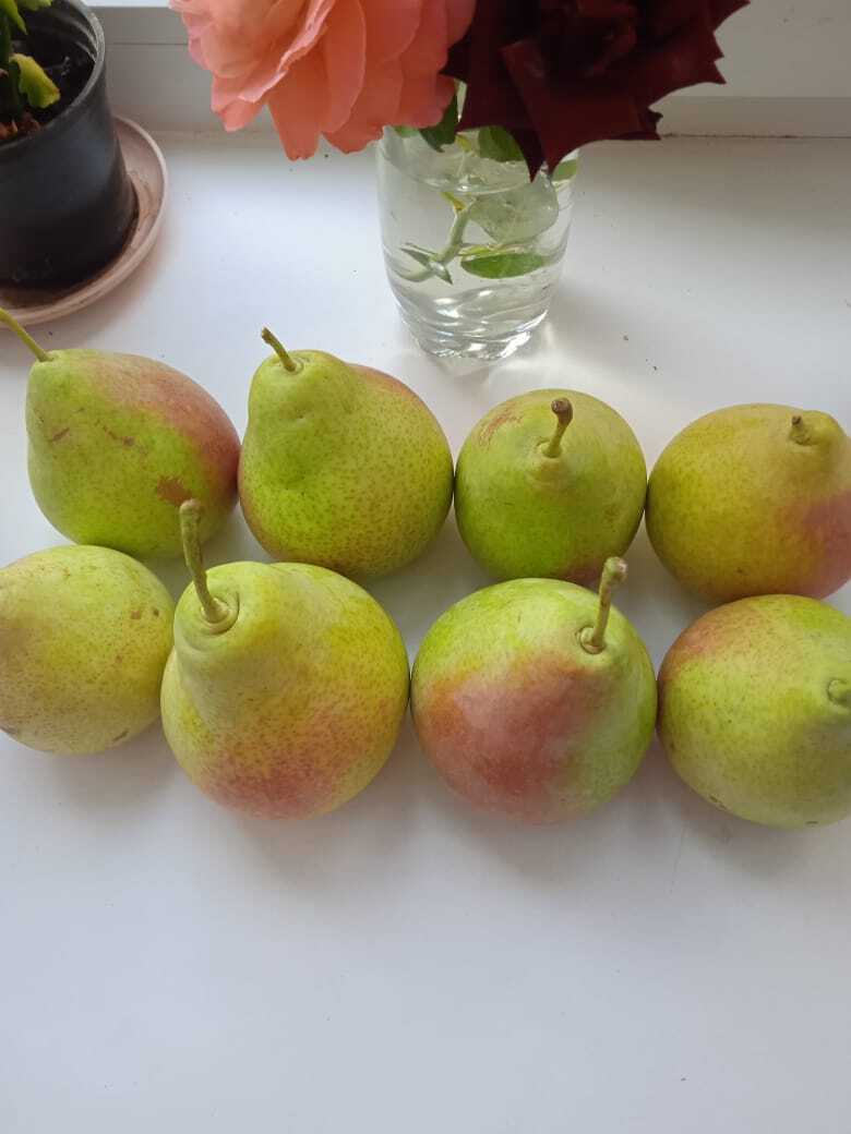 Золотая осень на моей даче: яркие краски цветов, фруктов и ягод, осенние пейзажи и золотой фотоотчет