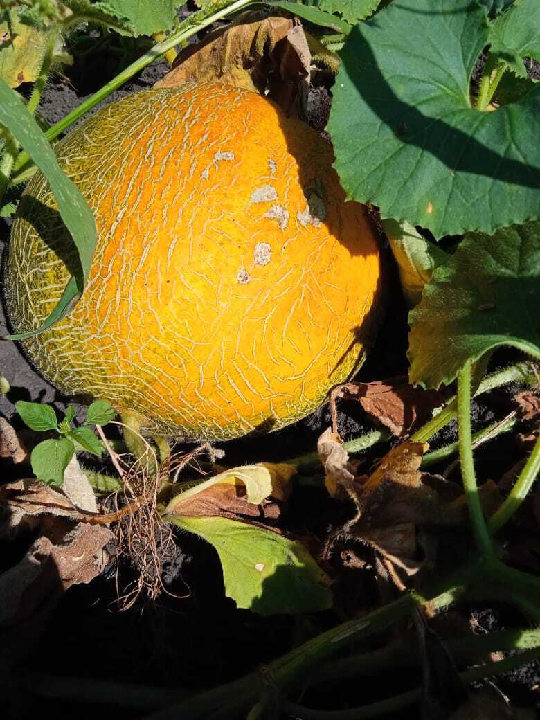 Золотая осень на моей даче: яркие краски цветов, фруктов и ягод, осенние пейзажи и золотой фотоотчет