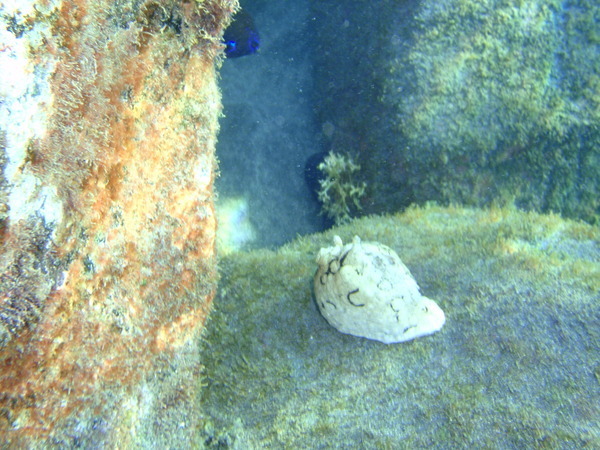 Тенерифе. День 6. (Мои путешествия).