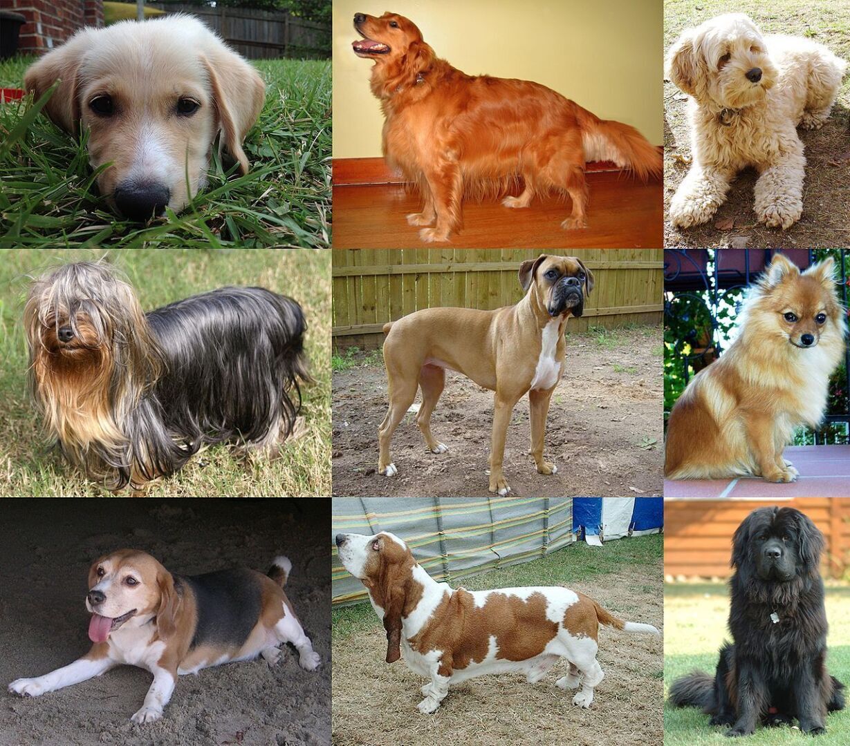 Покажи все виды. Породы всех собак. Всех видов собак. Разнообразие пород собак. Разные собаки разных пород.