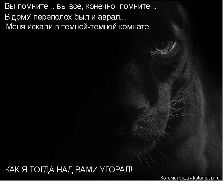 Без кошек жить нельзя на свете, нет! ( часть 2).