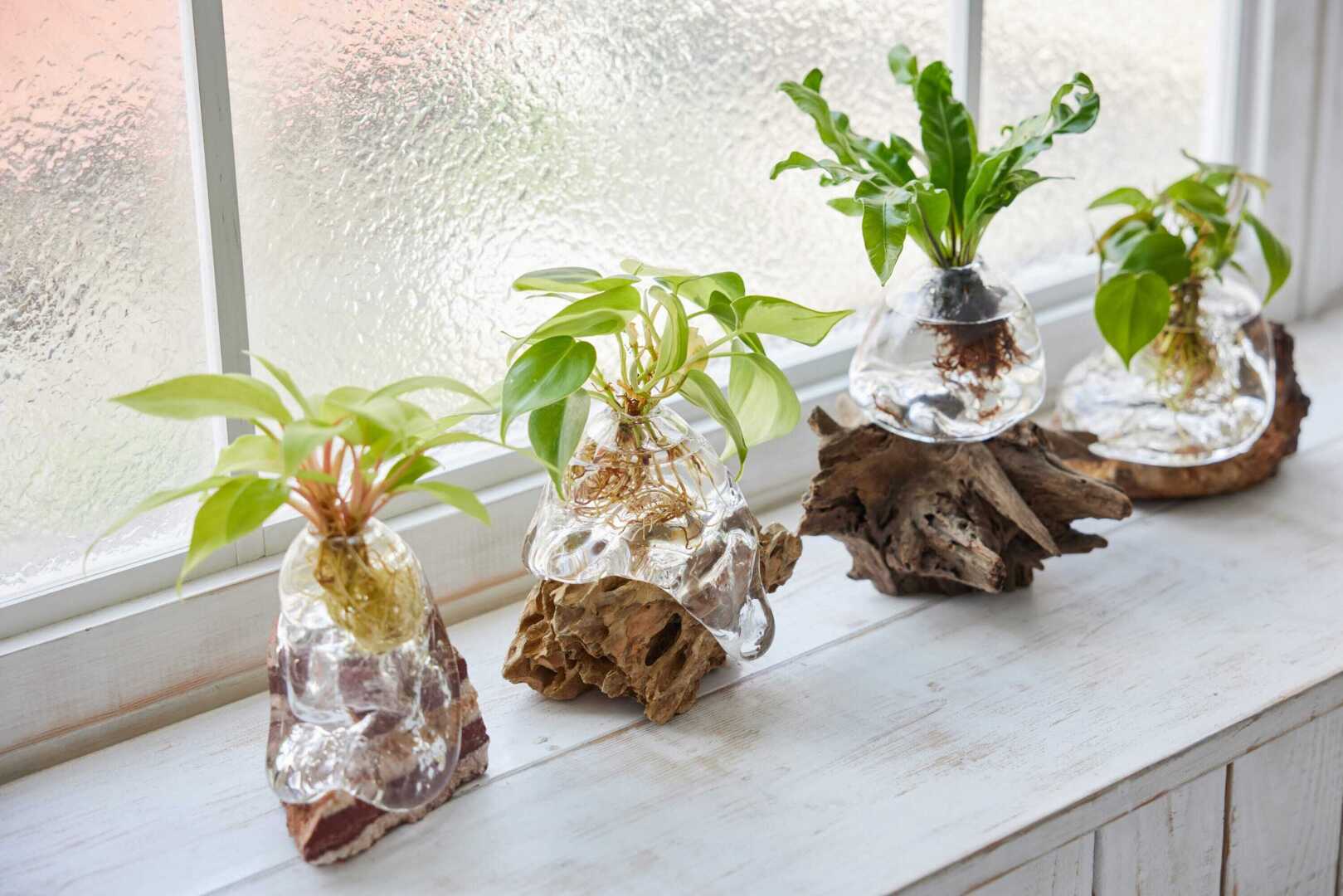 Нестандартные решения токийского мастера бонсай Дайсуке Накадзимы