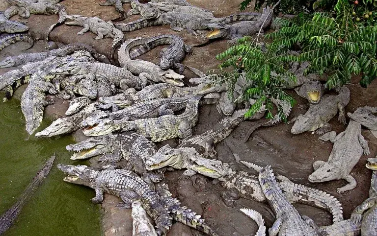 В Китае поймали более 70 крокодилов, сбежавших с ферм