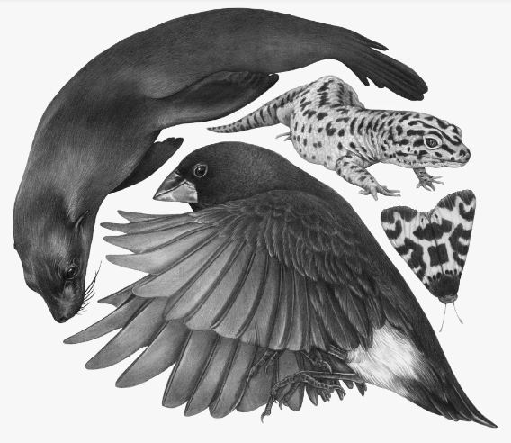 Животные разговаривают. Что это значит?