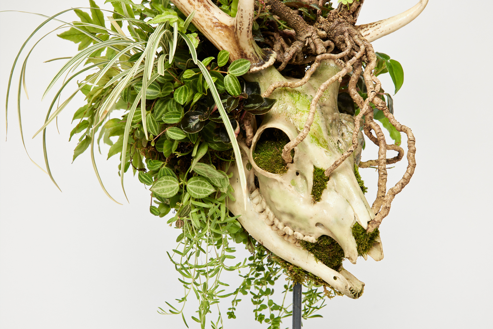 Нестандартные решения токийского мастера бонсай Дайсуке Накадзимы