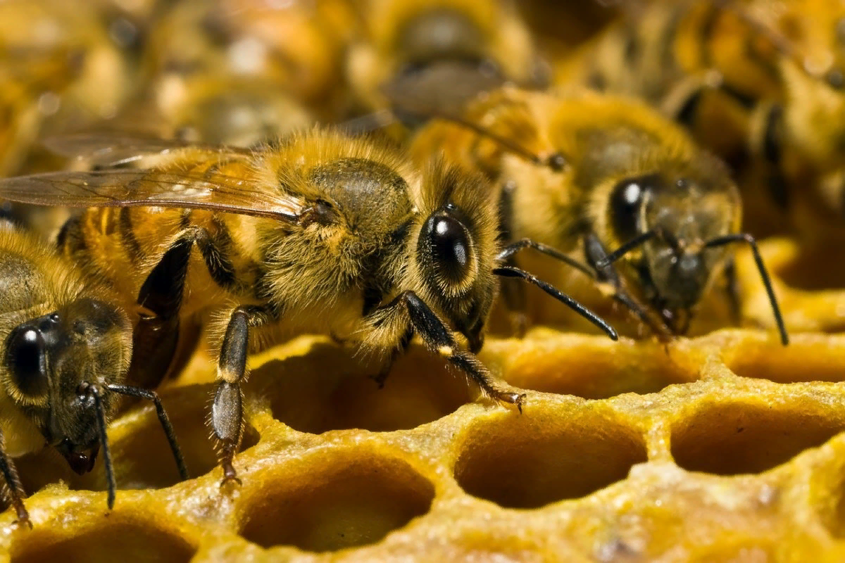 Как работает пчела