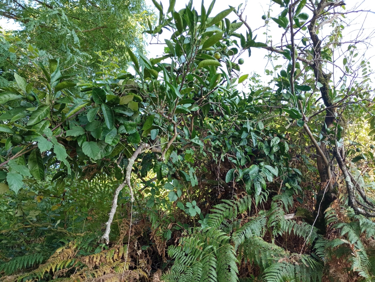 Абхазия. Сухум. Продолжение. Часть 3