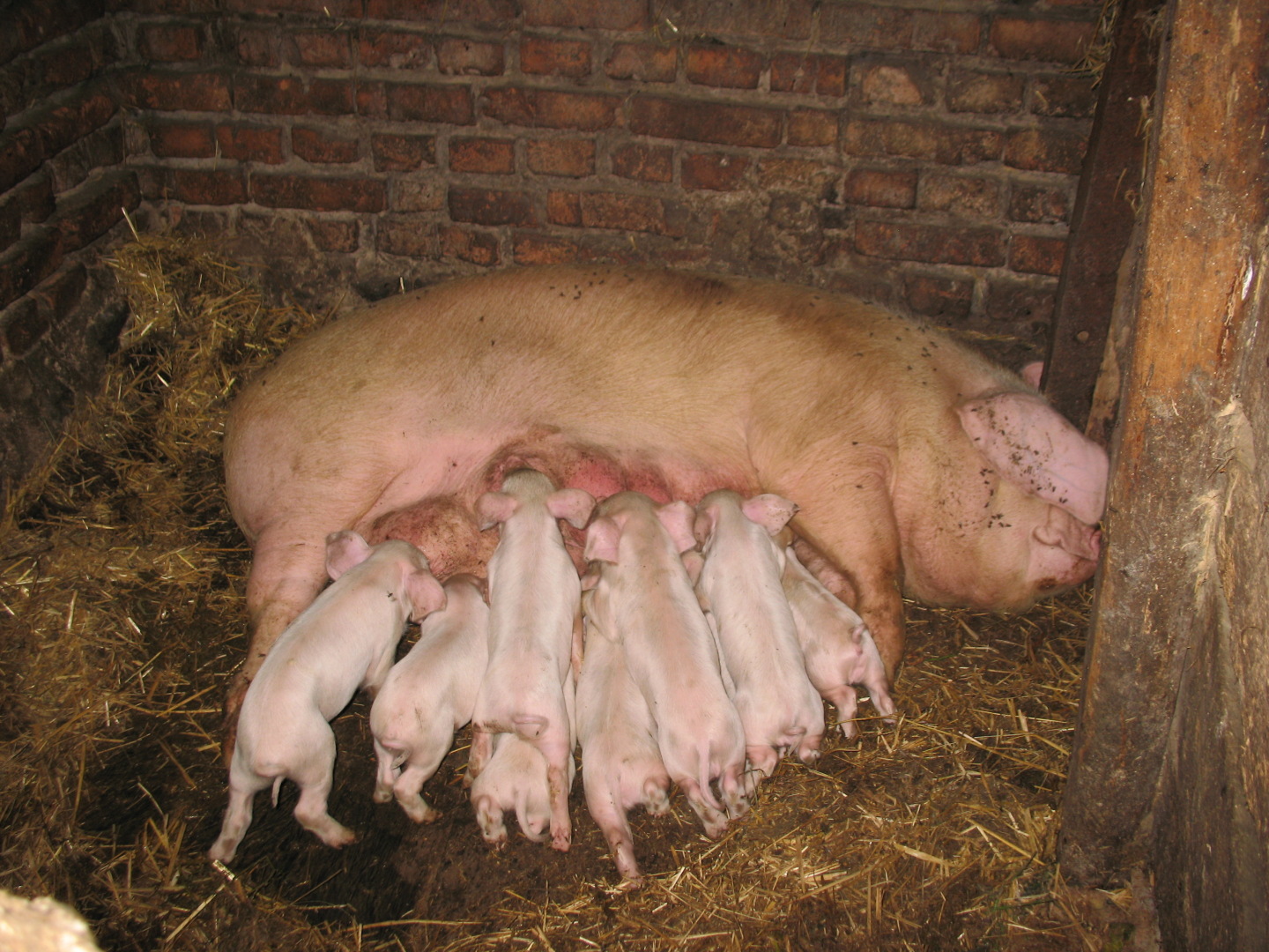 Наш «Магнит» закрыли на карантин. Там обнаружили зараженное мясо. Переходим на картошку?