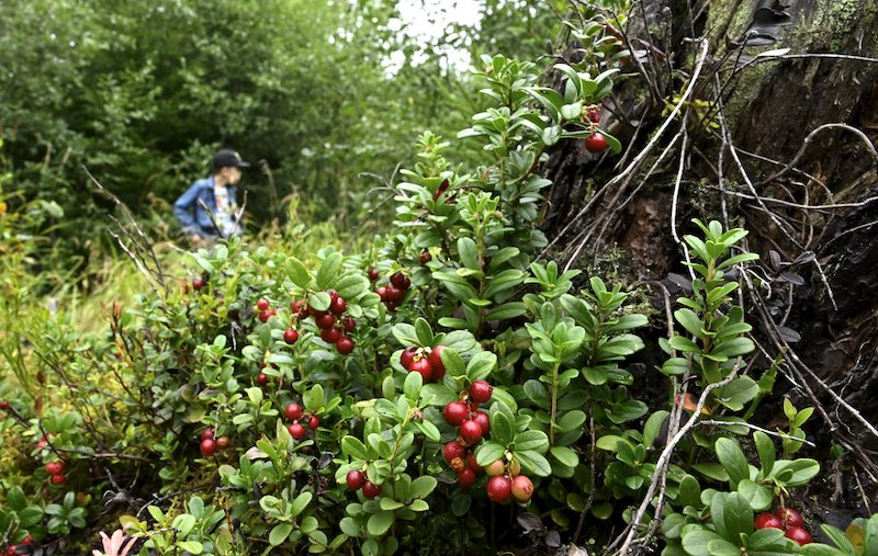 Советы по подготовке к сезону ягод и грибов