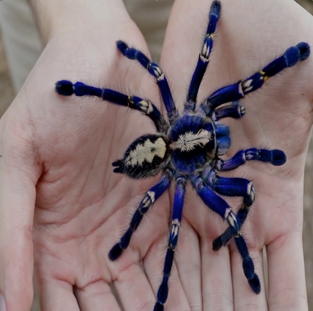 Новый "электрический" вид голубого тарантула, найденный в Таиланде: "Очаровательное явление"