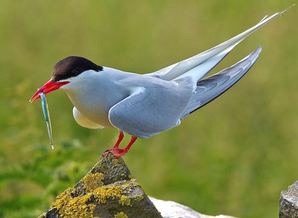 Некоторые виды птиц могут мигрировать на расстояние до 18 000 км каждый год