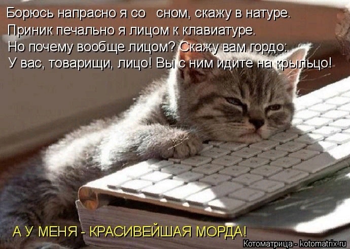 "Без кошек жить нельзя на свете, нет!" (часть 3)