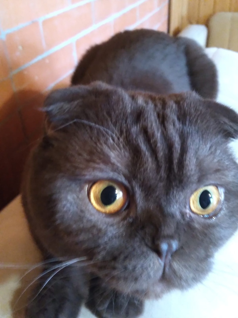 "Без кошек жить нельзя на свете, нет!" (часть 3)