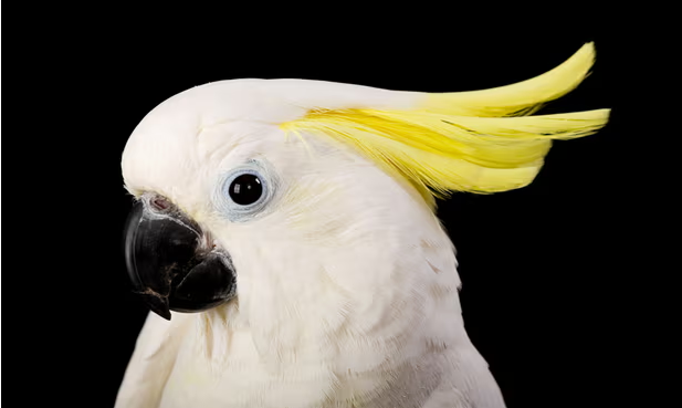 Окровавленный какаду, который спас меня.