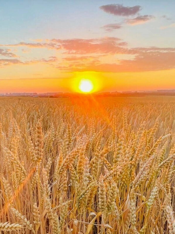 21 июня – День Солнца, очень важный день в году. Станем здоровее и добрее! 😍