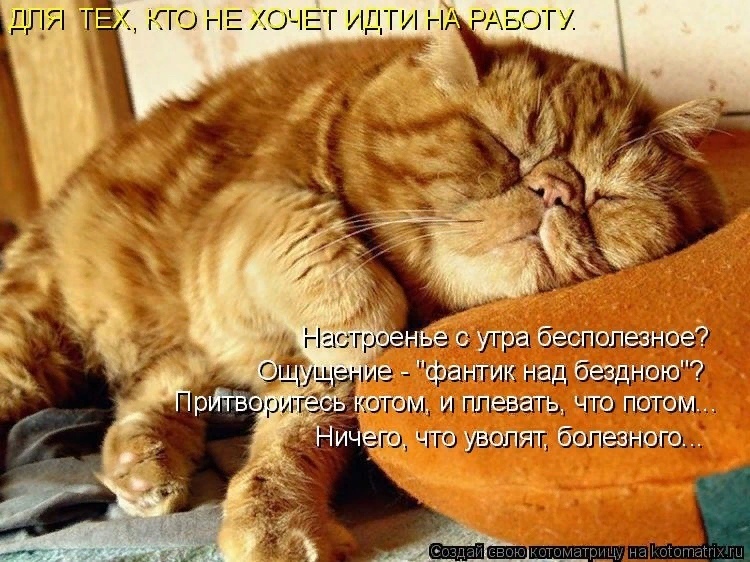 "Без кошек жить нельзя на свете, нет!" (часть 3)