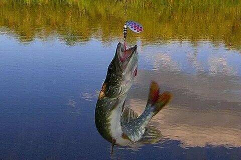 Как поймать щуку.