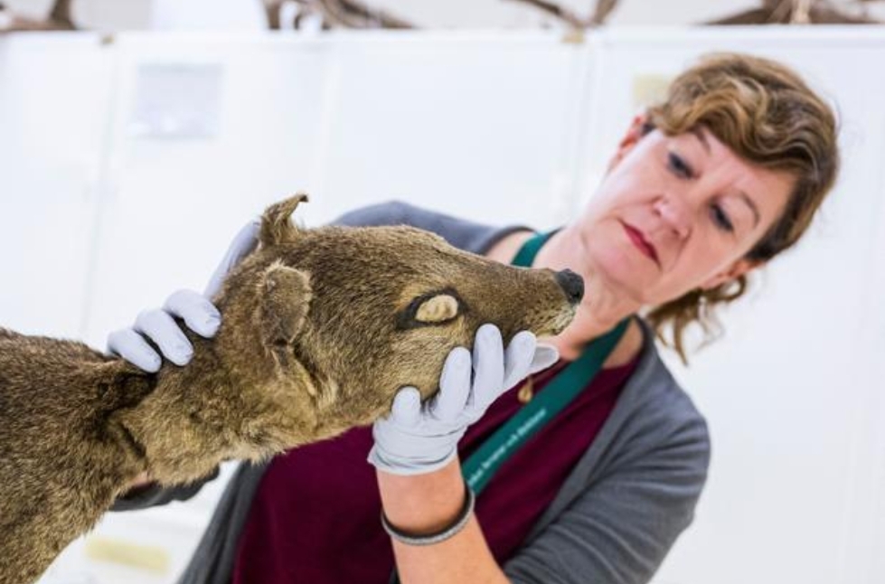 Ученые делают шаг к «возможности воскрешать вымершие виды»
