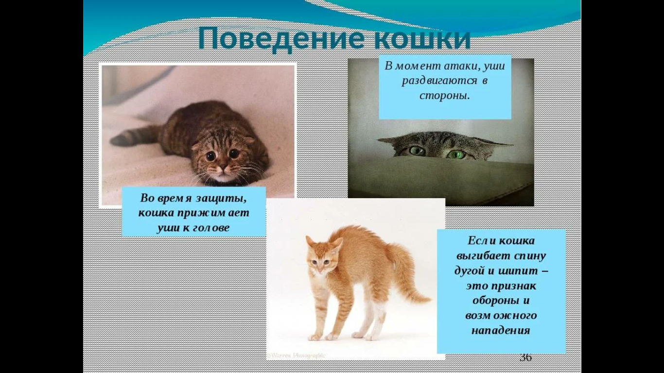 Значение кошки в доме