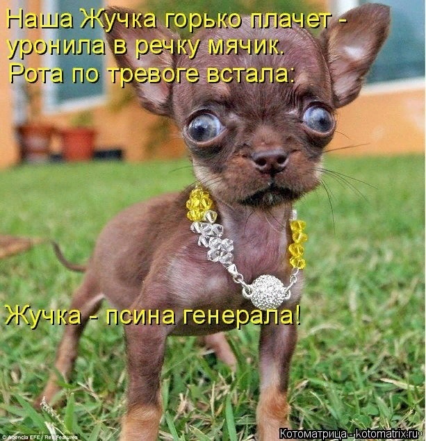 Есть два спасения от жизненных невзгод: музыка и кошки. Или "без кошек жить нельзя на свете, нет !( часть 4).