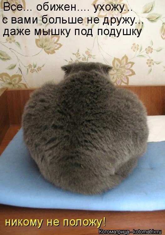 Есть два спасения от жизненных невзгод: музыка и кошки. Или "без кошек жить нельзя на свете, нет !( часть 4).