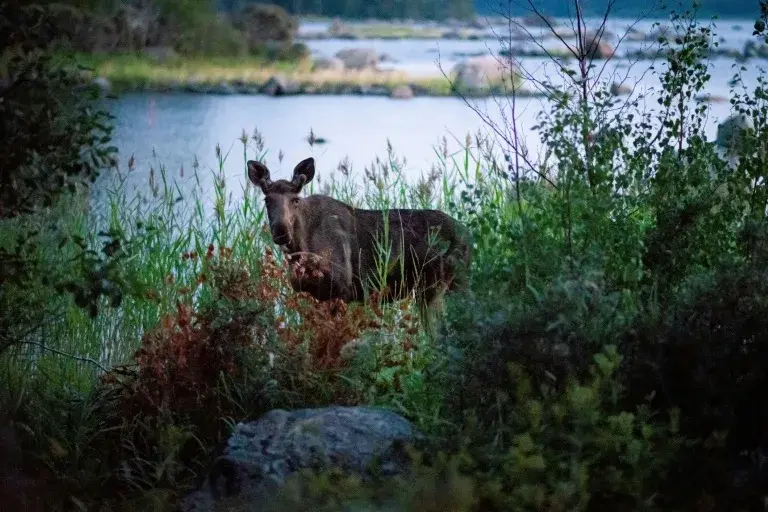 Лось парализовал метро Стокгольма: животное наконец-то застрелили