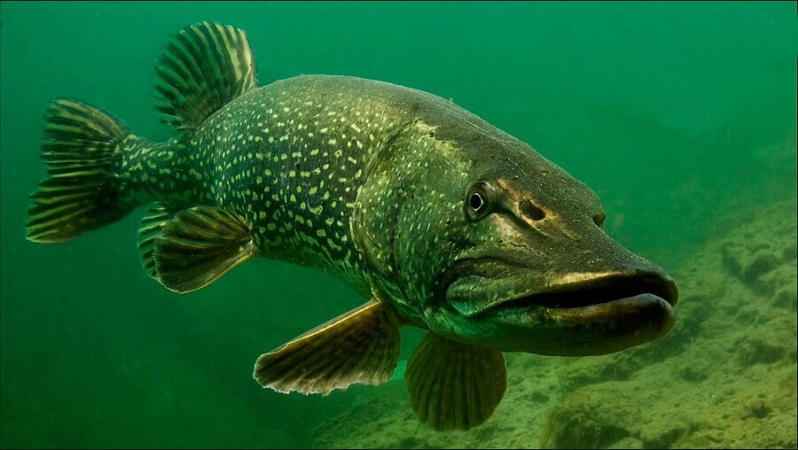 Охота на щуку: секреты успешной рыбалки