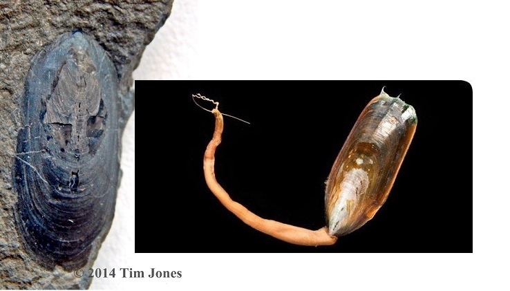 ТВАРЬ с сюрпризом, а не МОЛЛЮСК!!