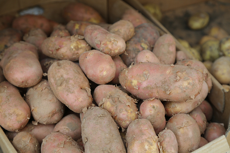Картофельная смерть: Во Владивостоке обнаружены тела двух местных жителей, отравившихся испарениями от разлагающихся овощей.