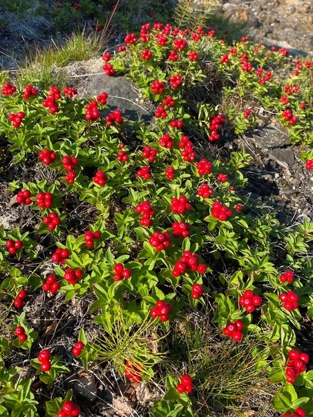 Конфеты и РАСПЯТИЕ!!!