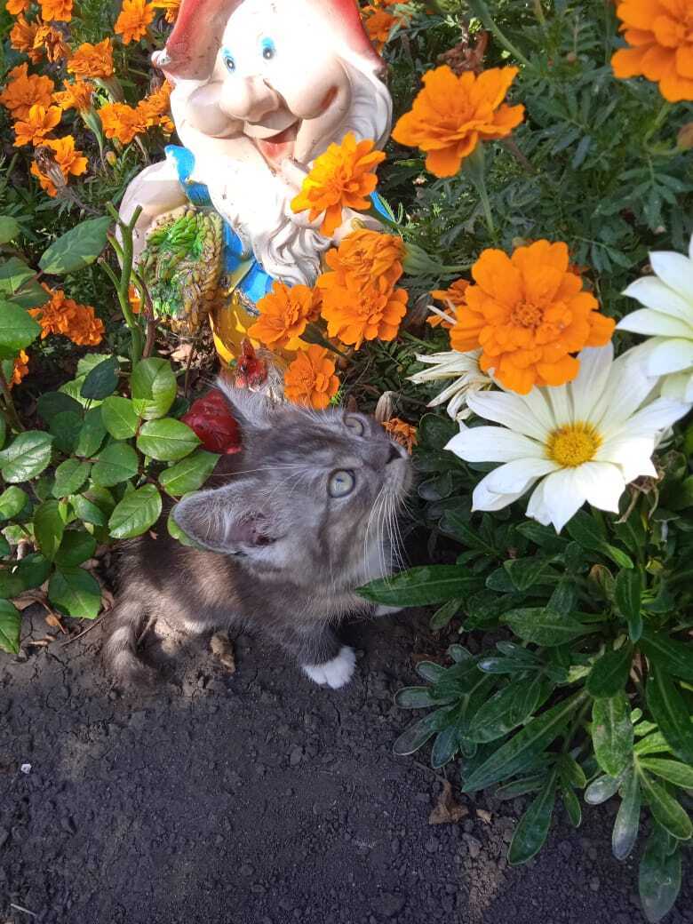 Моя африканская красавица: гацания или африканская ромашка завоевала мое сердце. А Вы любите африканские ромашки?