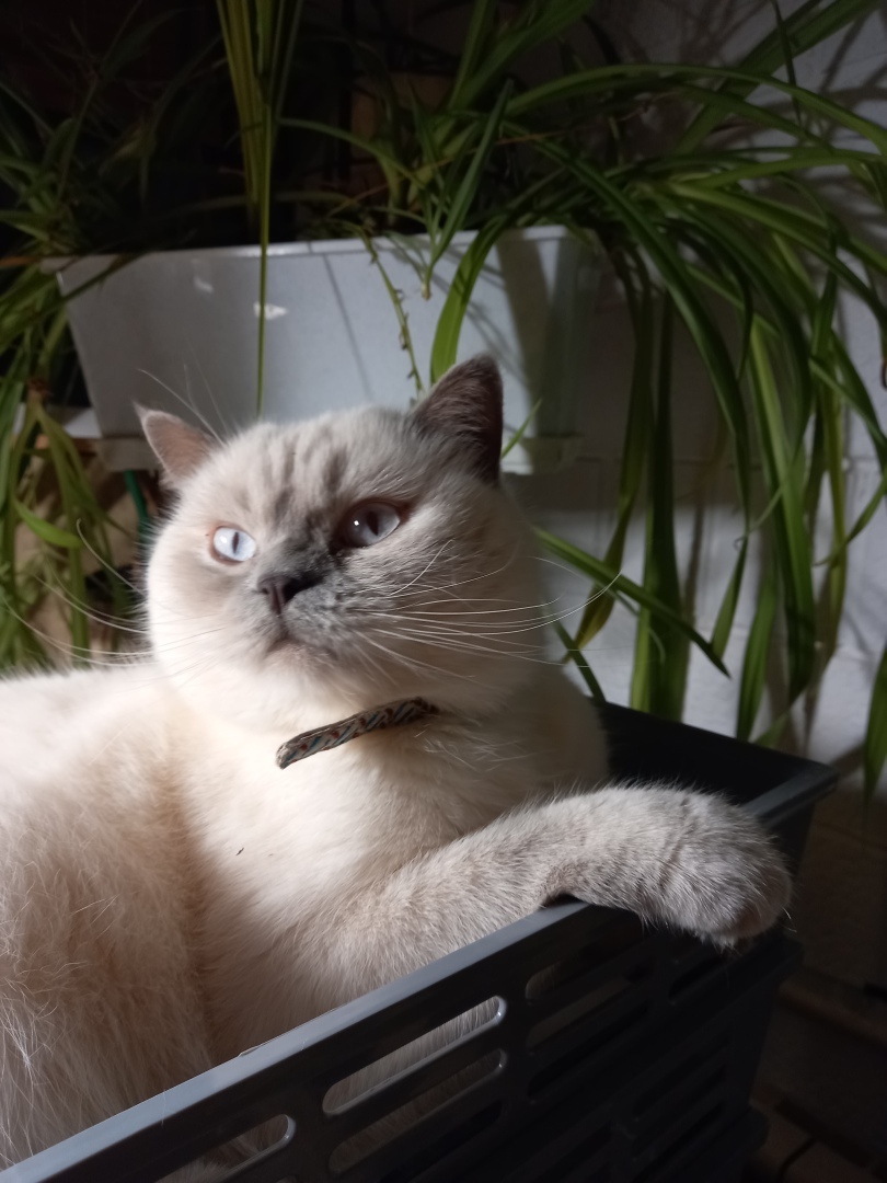 13 шкод моего кота, которые он совершил за 1,5 месяца (некоторые я от него даже не ожидала)