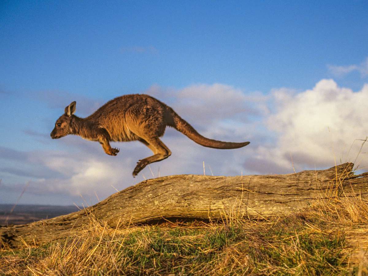 Самый длинный зарегистрированный полет кенгуру составляет 42 фута