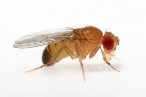 Уникальных Эксперимент ученых на ФрукТовых ТВАРЯХ(мухах)!