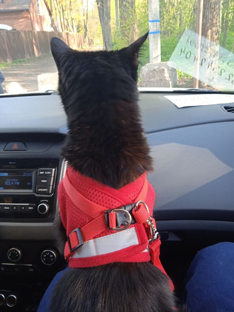 Я айлурофилка и лечиться не хочу, или КОТОличеством навеяно