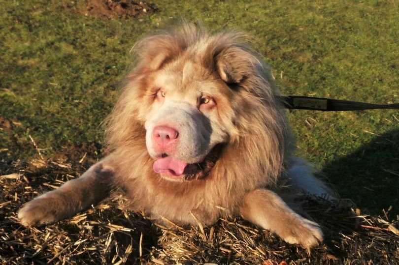 Шарпей Мерфи как домашний львёнок!