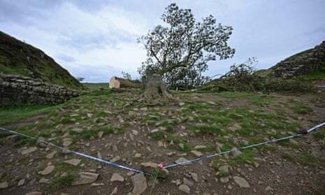 16-летний мальчик арестован после срубки знаменитого дерева "Робина Гуда"