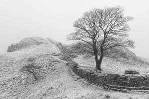 16-летний мальчик арестован после срубки знаменитого дерева "Робина Гуда"