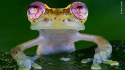 Согласно новому исследованию, глобальная потеря дикой природы «значительно более тревожна», чем считалось ранее.