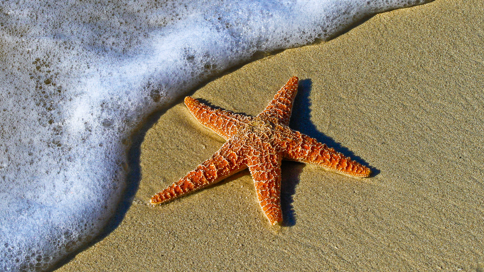 «Голубой углерод» океана может стать нашим секретным оружием в борьбе с изменением климата